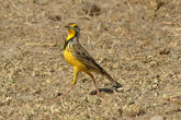 Yellow Throated Longclaw