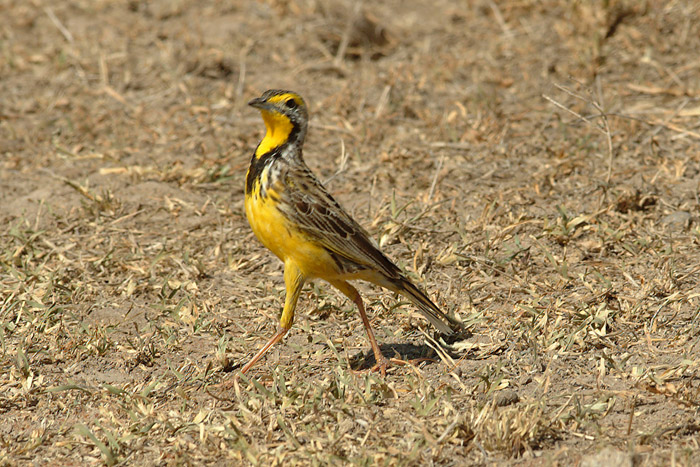 Yellow Throated Longclaw