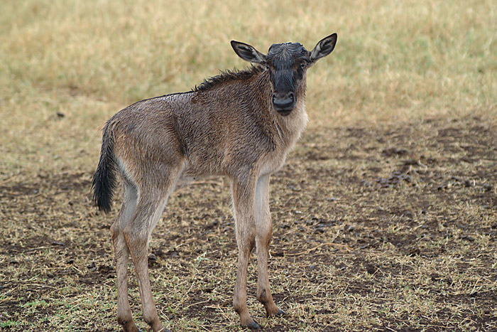Wildebeest calf