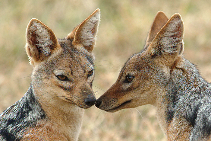 Black Baqcked Jackals