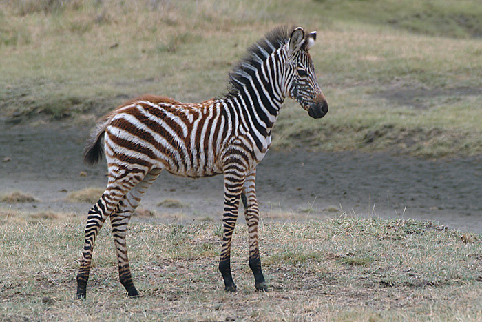 Zebra foal