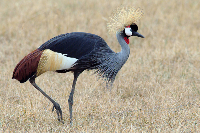 Crowned Crane