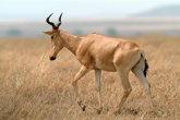 Hartebeest