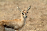 Thompson's Gazelle