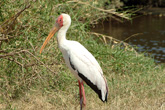 Yellow Billed Stork