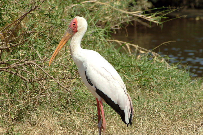 Yellow Billed Stork