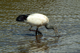 Sacred Ibis