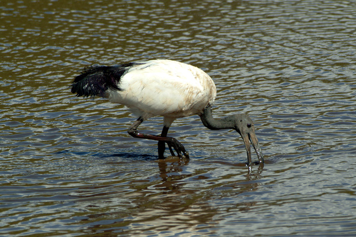 Sacred Ibis