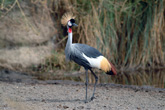 Crowned Crane