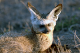 Bat Eared Fox