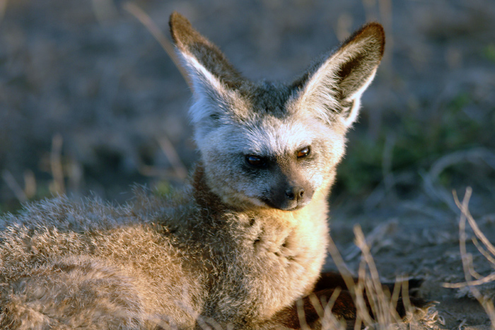 Bat Eared Fox 