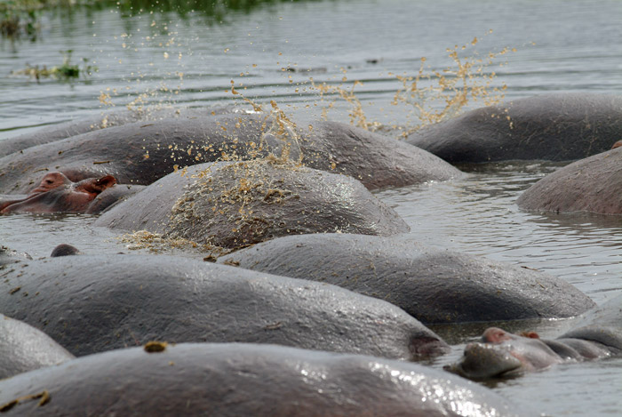 Hippopotamus