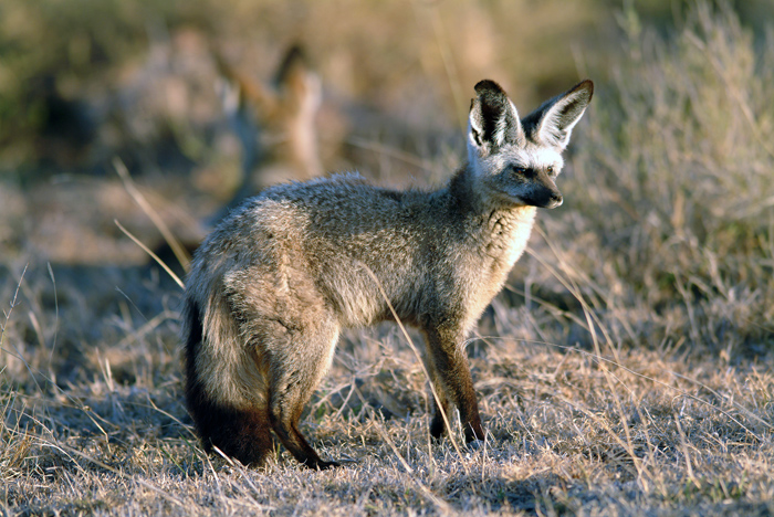 Bat Eared Fox 