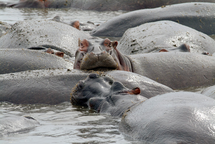 Hippopotamus