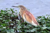 Squacco Heron