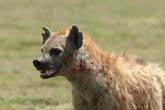 Hyena