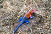 Red Headed Agama Lizard