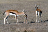 Thompson's Gazelles