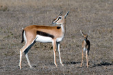 Thompson's Gazelles