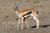 Thompson's Gazelles