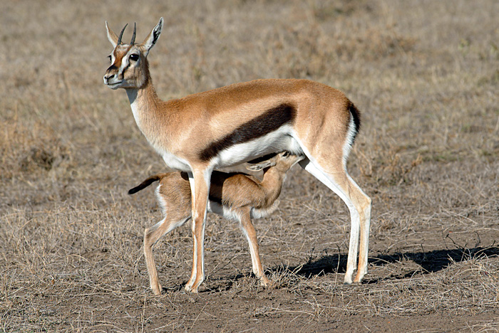 Thompson's Gazelles