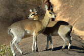 Klipspringer