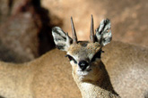 Klipspringer