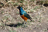 Superb Starling