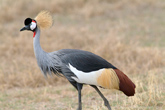 Crowned Crane