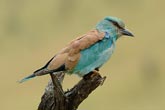 European Roller