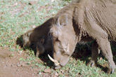 Warthogs