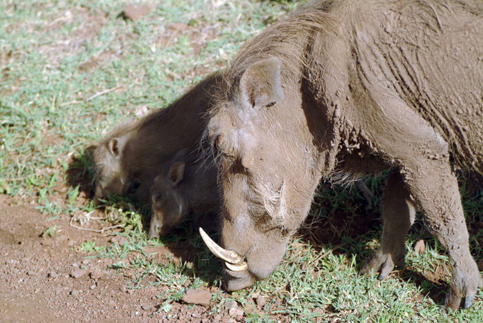 Warthogs