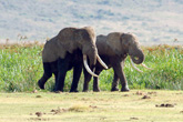 Elephants