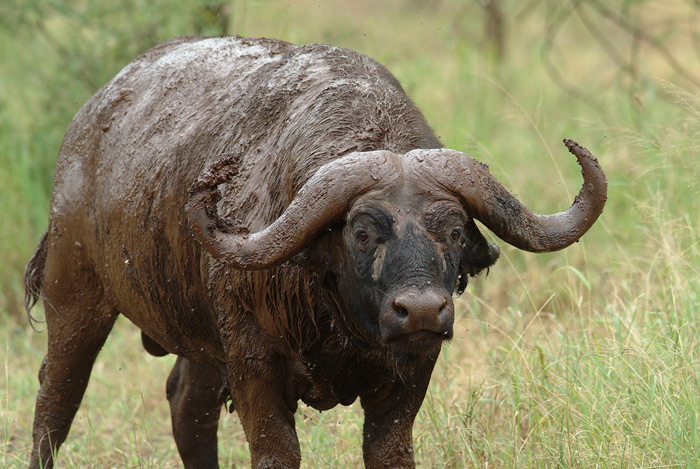 Buffalo