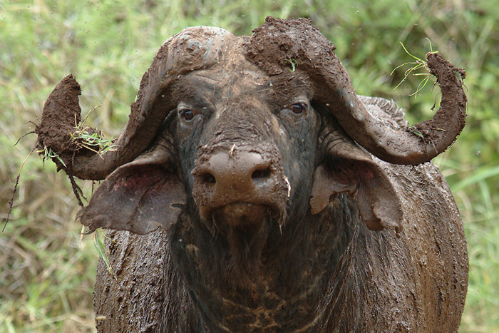 Buffalo