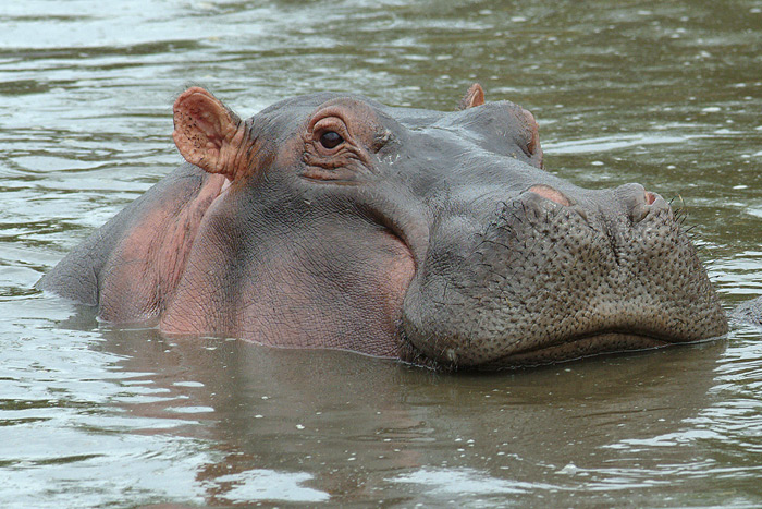 Hippopotamus