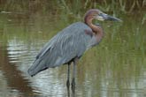 Goliath Heron