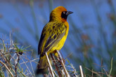 Spottedbacked Weaver