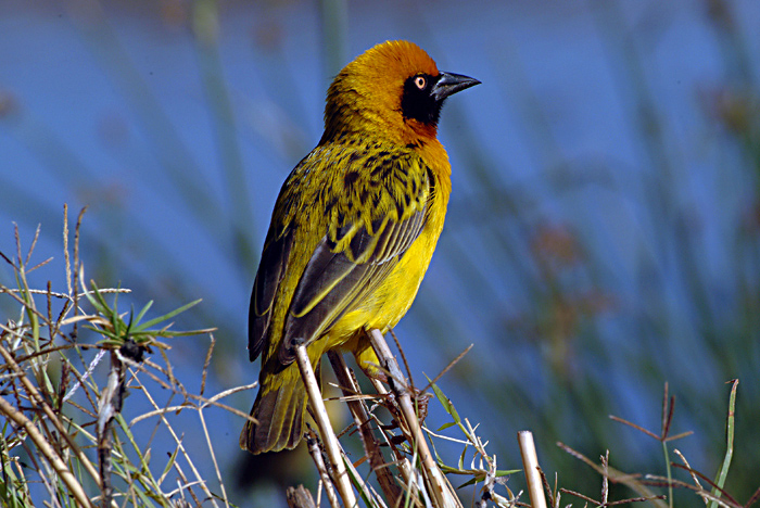 Spottedbacked Weaver