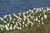 Cattle Egrets