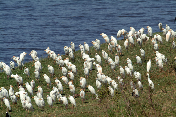 Cattle Egrets