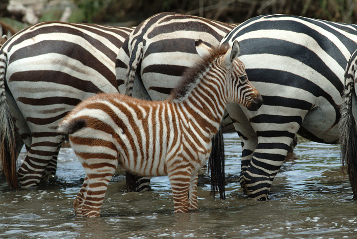 Zebra