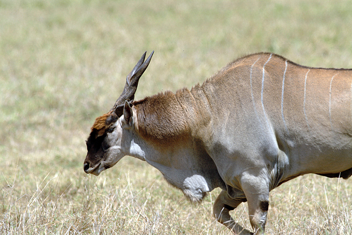 Eland