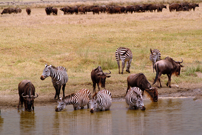 Zebra & Wildebeest