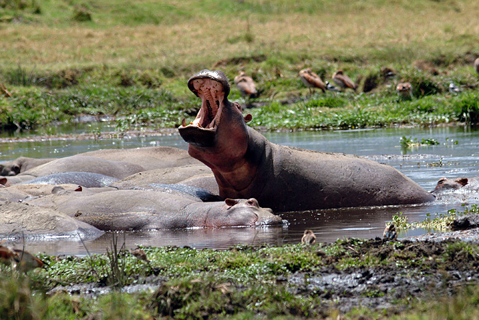 Hippopotamus