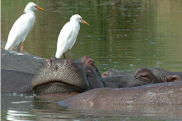 Common Egrets