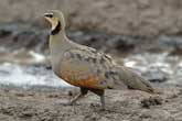 Sand Grouse