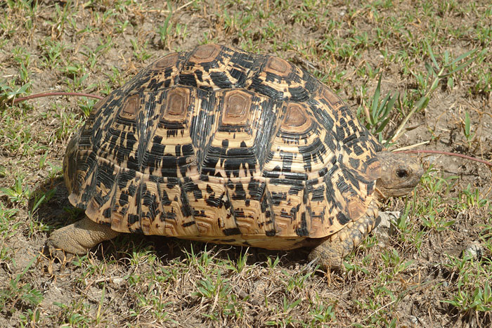 Tortoise