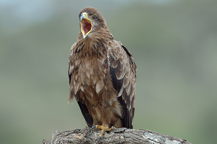 Tawny Eagle