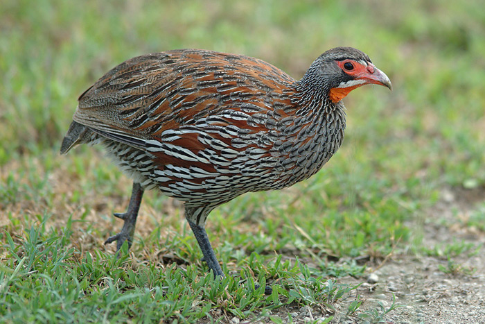 Swainson's Francolin